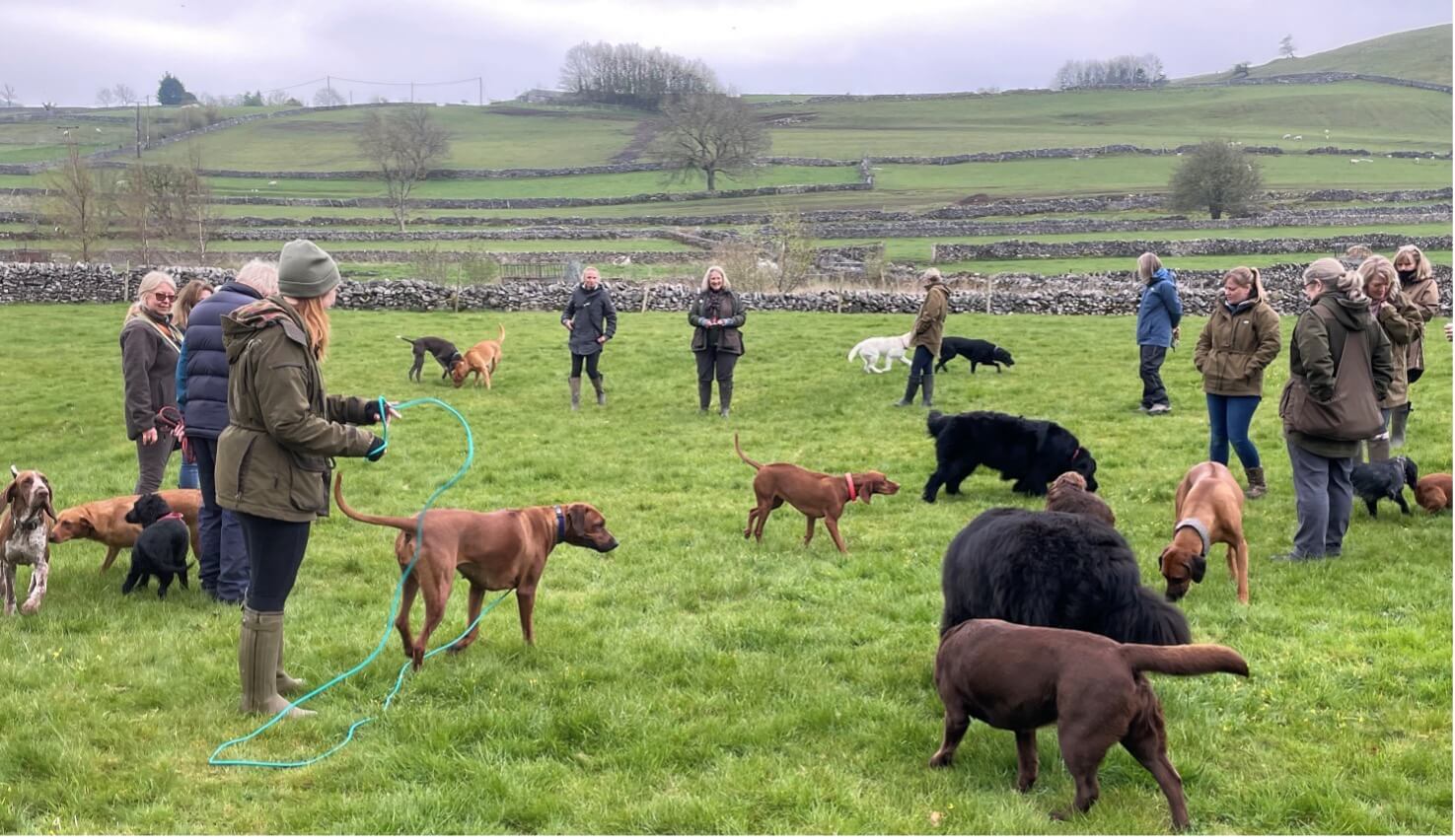 LIVING IN HARMONY WITH MULTIPLE DOGS IS ALMOST EFFORTLESS WITH THIS KNOWLEDGE.